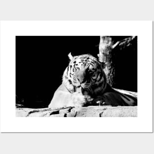 Year of the tiger 2022 / 2 / Swiss Artwork Photography Posters and Art